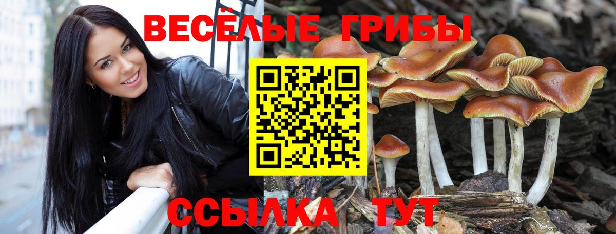 Каменск-Шахтинский  Псилоцибиновые грибы прущие грибы  Вход с VPN  Псилоцибиновые грибы ЛСД 